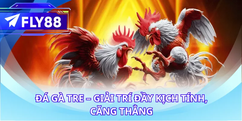 Đá gà tre – Giải trí đầy kịch tính, căng thẳng