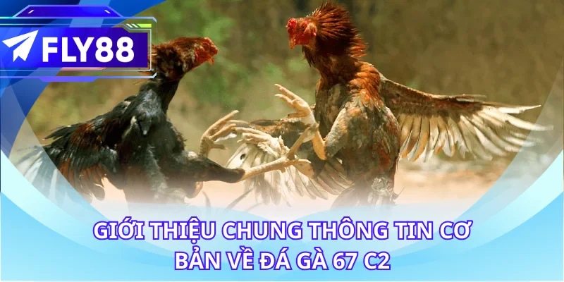 Giới thiệu chung thông tin cơ bản về đá gà 67 c2
