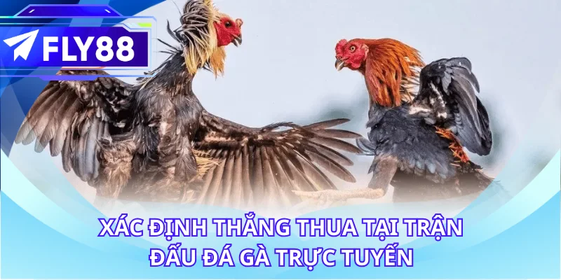 Xác định thắng thua tại trận đấu đá gà trực tuyến